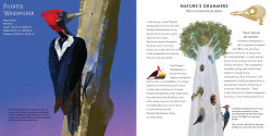 Alternative view 4 of Light as a Feather: Fifteen Phenomenal North American Birds