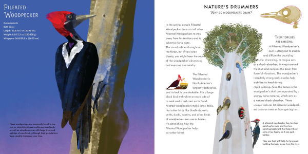 Light as a Feather: Fifteen Phenomenal North American Birds