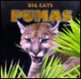 Pumas: Big Cats