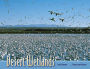 Desert Wetlands