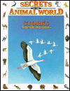 Storks: Majestic Migrators