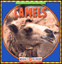 Camels(Animals I See at the Zoo Series)