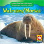 Walruses/Morsas