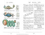 Alternative view 5 of Codex Seraphinianus: 40th Anniversary Edition