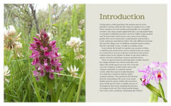 Alternative view 3 of How to Grow Native Orchids in Gardens Large and Small: the comprehensive guide to cultivating local species