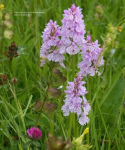 Alternative view 6 of How to Grow Native Orchids in Gardens Large and Small: the comprehensive guide to cultivating local species