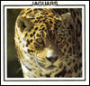 Jaguars