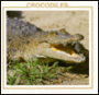Crocodiles