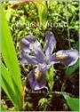 Michigan Flora: Gymnosperms and Monocots / Edition 1