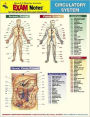 Circulatory System Anatomy EXAM Notes / Edition 1