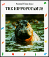 Hippopotamus
