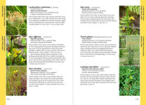 Alternative view 11 of Wildflowers of the Pacific Northwest