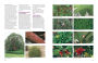 Alternative view 6 of Dirr's Encyclopedia of Trees and Shrubs