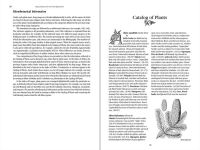 Alternative view 5 of Native American Medicinal Plants: An Ethnobotanical Dictionary