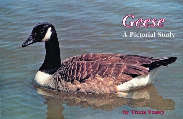 Geese: A Pictorial Study