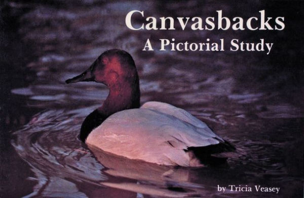 Canvasbacks: A Pictorial Study