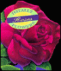 Totally Roses