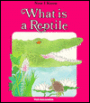 What Is a Reptile?