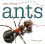 Ants (Creepy Creatures Series)