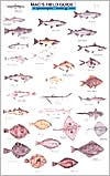 Title: Mac's Field Guide to Northwestern Coastal Fish, Author: Craig Macgowan