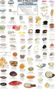 Title: Mac's Field Guide to Northwest Coastal Invertebrates, Author: Craig Macgowan