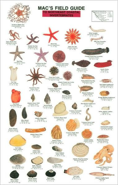 Mac's Field Guides To Northeast Coastal Invertebrates By Craig MacGowan ...