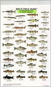Mac's Field Guide to Freshwater Fish of North America