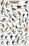 Title: Mac's Field Guide to Southwest Park and Garden Birds, Author: Craig Macgowan