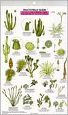 Mac's Field Guid to Southwest Cacti, Shrubs, Trees