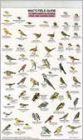 Mac's Field Guide to Northern California Park Backyard Birds
