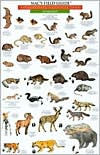 Mac's Field Guide to Yosemite National Park: Birds and Mammals