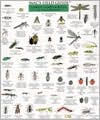 Title: Mac's Field Guides: Northeast Garden Bugs