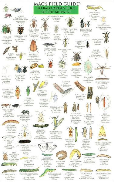 Mac's Field Guide to Bad Garden Bugs of the Midwest by Craig MacGowan