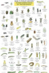 Alternative view 1 of Mac's Field Guide to Garden Bugs of the Southeast