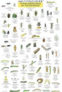 Mac's Field Guide to Garden Bugs of the Southeast