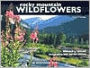 Rocky Mountain Wildflowers
