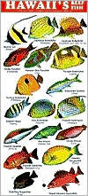 Hawaii's Reef Fish Plasic Card