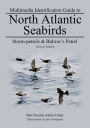 Storm-petrels & Bulwer's Petrel: North Atlantic Seabirds