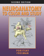 Neuroanatomy To Color And Study