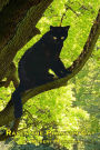 Raven The Phantom Cat