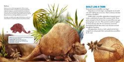 Alternative view 2 of The Oddball Book of Armadillos