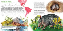 Alternative view 3 of The Oddball Book of Armadillos