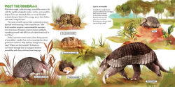 Alternative view 5 of The Oddball Book of Armadillos