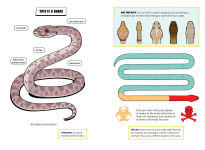 Alternative view 2 of The Deadliest: Snake