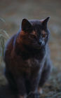 Kid's Petite Barn Cat Journal