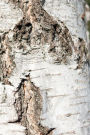 Wood I - Sweden - Photo Art Notebooks (6 x 9 series)