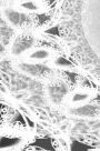 LETTERS To MYSELF JOURNAL - Black and White Wedding Lace