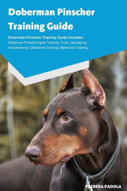 Fashion obedience trained dobermans for