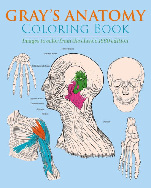 Gray's Anatomy Coloring Book Images to Color from the Classic 1860