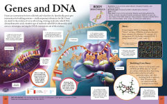 Alternative view 2 of The New Encyclopedia of the Human Body: Cells, Genes and DNA, Organs and Systems, the Brain, and More!